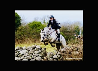 Connemara, Gelding, 6 years, 15,1 hh, Dun