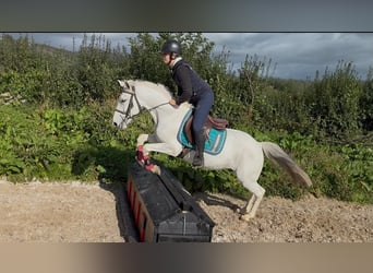 Connemara, Gelding, 7 years, 13.2 hh, Grey