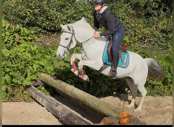 Connemara, Gelding, 7 years, 13.2 hh, Grey
