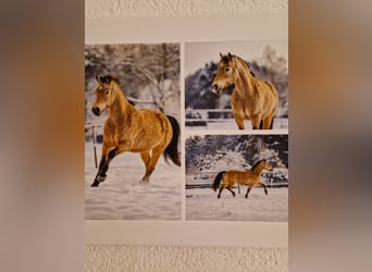 Connemara, Gelding, 7 years, 14.1 hh, Buckskin