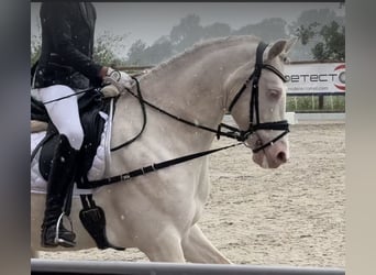 Connemara, Gelding, 7 years, 14.1 hh, Cremello