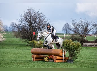 Connemara, Gelding, 7 years, 14.1 hh, Gray