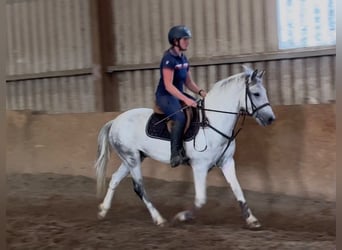 Connemara, Gelding, 7 years, 14.1 hh, Grey-Blue-Tan