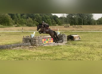 Connemara, Gelding, 7 years, 14,2 hh, Dun