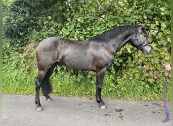 Connemara, Gelding, 7 years, 14,2 hh, Dun