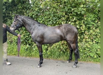 Connemara, Gelding, 7 years, 14,2 hh, Dun