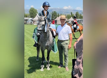 Connemara, Gelding, 7 years, 14.2 hh, Grey-Dapple