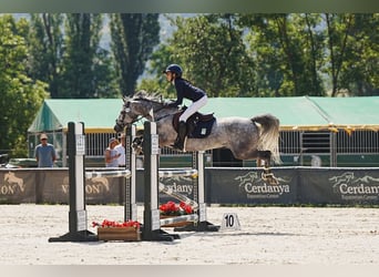 Connemara, Gelding, 7 years, 14.2 hh, Grey-Dapple