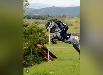 Connemara, Gelding, 7 years, 14.2 hh, Grey-Dapple