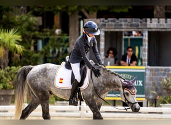 Connemara, Gelding, 7 years, 14.2 hh, Grey-Dapple