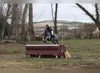 Connemara, Gelding, 7 years, 14.2 hh, Grey-Dapple