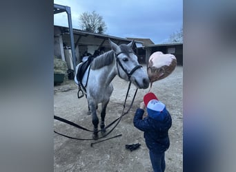 Connemara, Gelding, 7 years, 14.2 hh, Grey