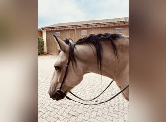 Connemara, Gelding, 7 years, 15.1 hh, Dun