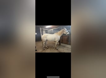 Connemara, Gelding, 7 years, 15 hh, Gray