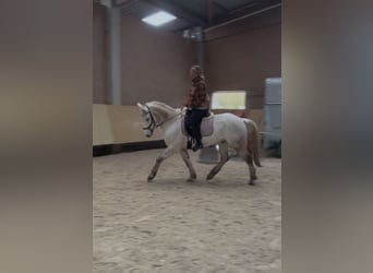 Connemara, Gelding, 7 years, 15 hh, Gray