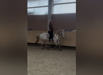 Connemara, Gelding, 7 years, 15 hh, Gray