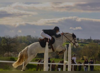 Connemara, Gelding, 8 years, 13.2 hh, Gray