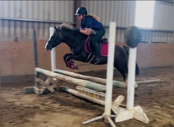 Connemara, Gelding, 8 years, 14.2 hh, Grey