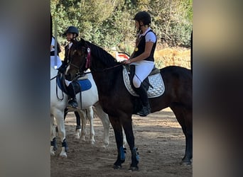 Connemara, Gelding, 8 years, 15 hh, Dun