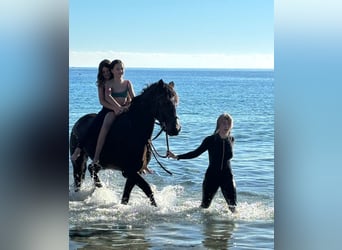 Connemara, Gelding, 8 years, 15 hh, Dun