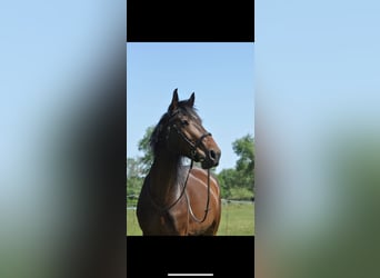 Connemara Mix, Gelding, 8 years, 16 hh, Brown