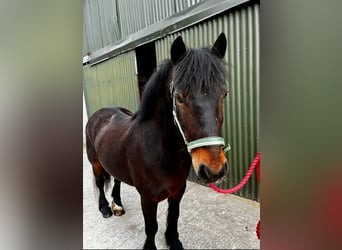 Connemara, Gelding, 8 years, Bay