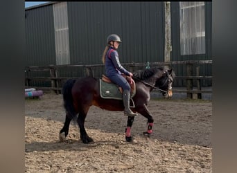 Connemara, Gelding, 8 years, Bay