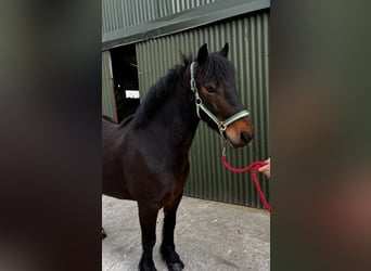 Connemara, Gelding, 8 years, Bay
