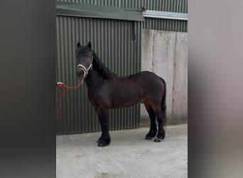 Connemara, Gelding, 8 years, Bay