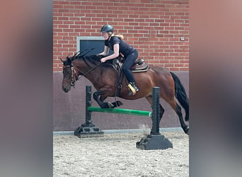 Connemara, Gelding, 9 years, 14.1 hh, Brown