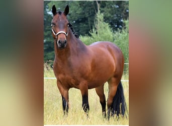 Connemara, Gelding, 9 years, 14.1 hh, Brown