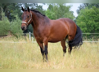 Connemara, Gelding, 9 years, 14.1 hh, Brown