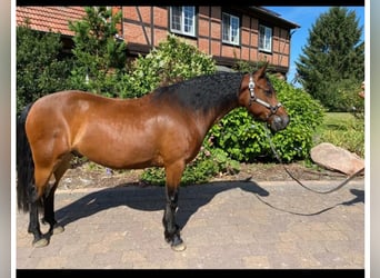 Connemara, Gelding, 9 years, 14.1 hh, Brown