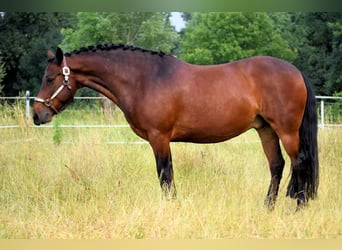 Connemara, Gelding, 9 years, 14.1 hh, Brown