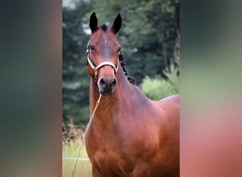 Connemara, Gelding, 9 years, 14.1 hh, Brown