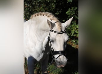 Connemara Mix, Gelding, 9 years, 14.1 hh, Grey