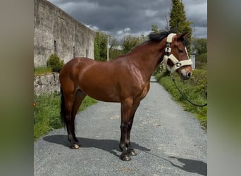 Connemara, Gelding, 9 years, 14.2 hh, Brown