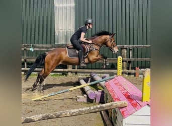 Connemara, Gelding, 9 years, 14.2 hh, Brown