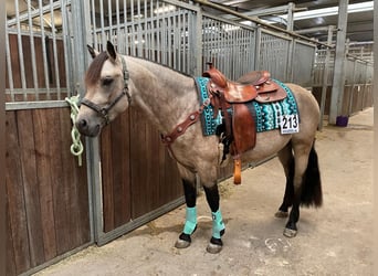 Connemara, Gelding, 9 years, 14.2 hh, Dun