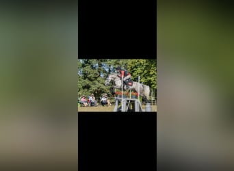 Connemara, Gelding, 9 years, 14,1 hh, Grey-Dapple