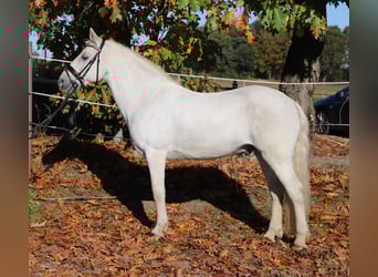 Connemara Mix, Gelding, 9 years, 14,1 hh, Grey