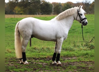 Connemara Mix, Gelding, 9 years, 14,1 hh, Grey