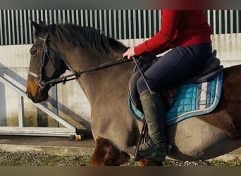 Connemara, Gelding, 9 years, 14,2 hh, Brown