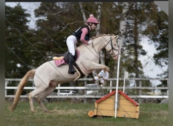 Connemara, Gelding, 9 years, 14,2 hh, Cremello