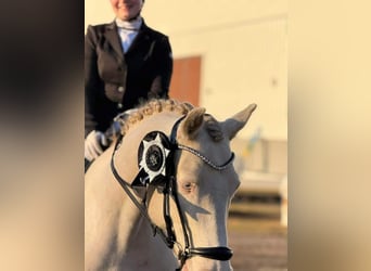 Connemara, Gelding, 9 years, 14,2 hh, Cremello