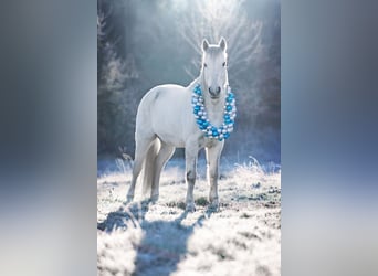 Connemara, Gelding, 9 years, 14,2 hh, Grey