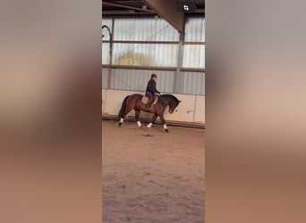 Connemara, Gelding, 9 years, 15 hh, Brown