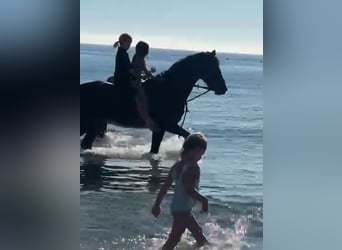 Connemara, Gelding, 9 years, 15 hh