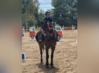 Connemara, Gelding, 9 years, 15 hh