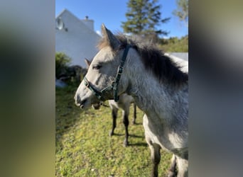 Connemara, Gelding, Foal (04/2024), 14,2 hh, Gray